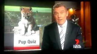 7 Local News: Dog Matters Trains Dingo pups at Bundaberg Zoo