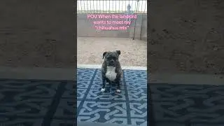 Chihuahua pit-bull boxer mix 😂 #dogshorts