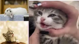 Cats are the Silliest and Most Dramatic on Earth 🤣 New Funny Cats Video! Animal  @birdanimalmr6290