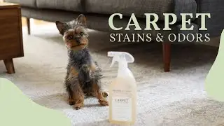 Naturally It's Clean I Carpet Stain & Odor Cleaner