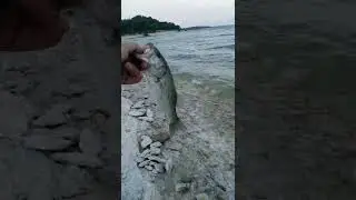 Benbrook bass