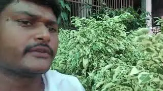 #ficusplant @chandannurserytilaura7476