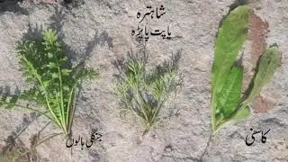 Weeds identification Pakistan/India
