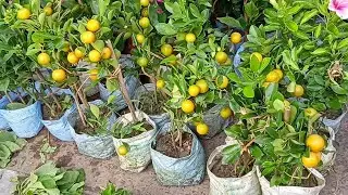Talahat Flower & Fruit Plants Market Visit | Galiff Street Kolkata
