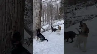 MOUNTAIN LION HUNTING! #snow #lion #cougar #puma #dogs #hunting #hunt #pack #outdoorboys #hunters