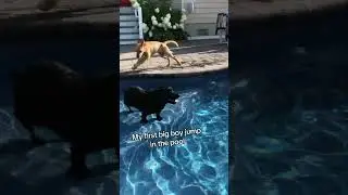 My Dog's First Jump in the Pool!