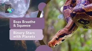 Boas Breathe & Squeeze and Binary Stars with Planets | Stars, Cells, and God