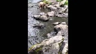 Hey Bear!  Russian River Alaska 2015.