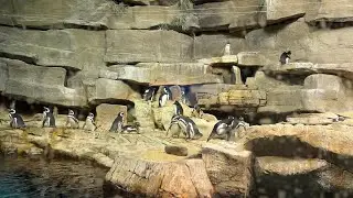 Shedd Aquarium Seals show