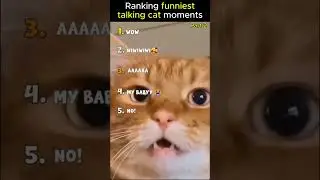 Ranking Funniest Talking Cat Moments Part 2