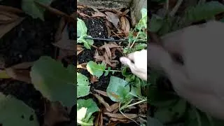 SWWFS Late November Garden Tour