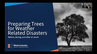 Trees and Storm Damage