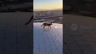 Cat Walking On Las Vegas Sphere #catvideos #shorts