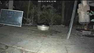 Fastest Opossum Alive! | #wildlifecam on #Twitch