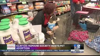 Clay co. humane society hosts pet adoption