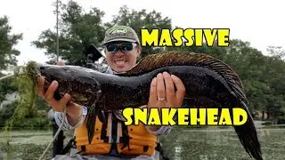Fishing for Massive Spawning Snakehead in New Jersey