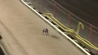 Greyhound 2026- 12.01.2026 Trial 6