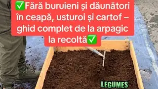 ❗️Fără buruieni și dăunători &icirc;n ceapă, usturoi și cartof &ndash; ghid complet de la arpagic la recoltă✅❗️