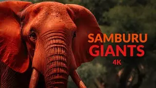 Majestic Giants: African Elephants Grazing in 4K at Buffalo Springs, Kenya