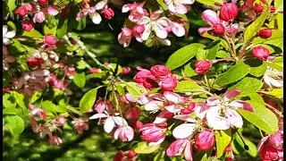 Fr&uuml;hling in S&uuml;dpark alles bl&uuml;ht | Apfelbaum mit roten Bl&uuml;ten und Knospen