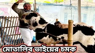 নাটোরের মোতালিব ভাইয়ের ব্রিডার খামারের কি কি পা'ঠা রয়েছে/আর বর্তমানে ছাগল পেটে নস্ট হয়ে যায় কেন 