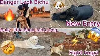 Bully Jitna Bada Labra dog🤯New Entry 🔥Fight hogyi😱 #dogs #youtube #vlog #viralvideo #dailyvlog #pets