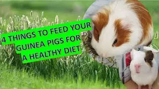 4 Foods To Feed Your Guinea Pigs For a Healthy Diet