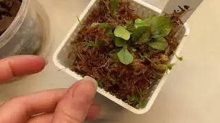 Utricularia calycifida