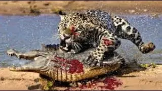 Amazing Jaguar Hunting Crocodile While Sleeping  Big Battle Animals Real HD