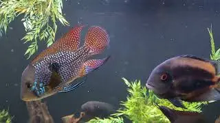 Geophagus braziliensis