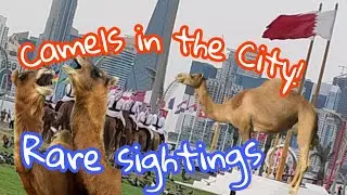 Camel Patrol Guarding the Emiri Diwan Palace in Doha