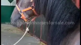 REF 619: 2016 PRE stallion, 170CM, nice basic paces.