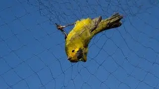 Bird Banding Studies at the Lab