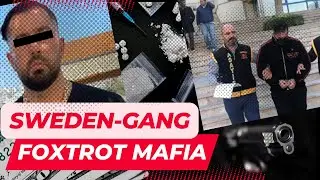 Kurdischer Fuchs und die Foxtrot-Gang  | Chaos in Schweden | Crime insight