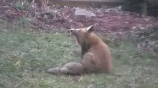 Red fox preys on fabric bird house in urban back yard (Baltimore, Maryland)