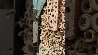 UK solitary bees in home made bee house. Wildlife in my garden.