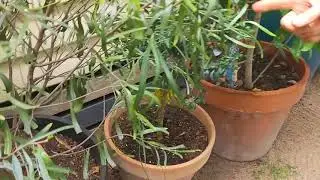 Native sage,  Lemon Myrtle, & Finger Limes - A private tour of Gunyah Garden
