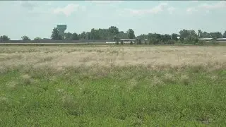 Foxtail barley field harmful to pets, Perrysburg city, residents hoping for change