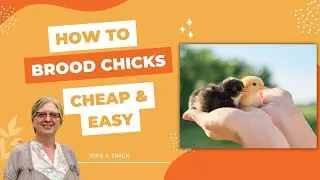 DIY Chick Brooder Cheap and Easy