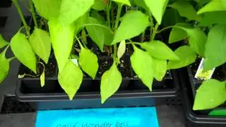 California Wonder Bell Pepper - SKC Garden Center