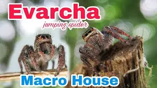 Evarcha | Jumping  spider | Macro House