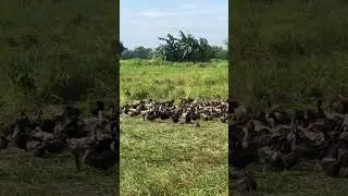 Andyan na nman sila! #dance #farm #ducks #goodvibes #fyp