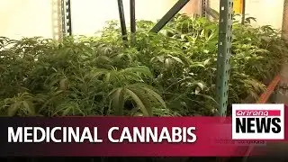 Medicinal cannabis to be legalised in UK