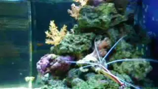 Biocube 29