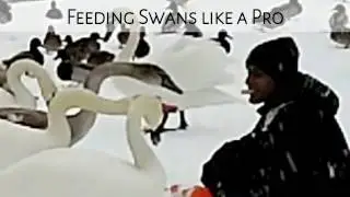 Feeding SWANS like a Pro