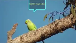 hunting parrots green ring neck and budgies
