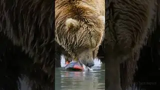REAL theory of bear #animals #amazingfacts #shortvideo #viralvideo