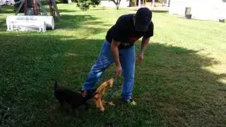 KNPV Lines Personal Protection Dogs For sale