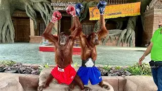 Funny Monkey Show - Orangutan Monkey Boxing | Phnom Penh Safari Cambodia