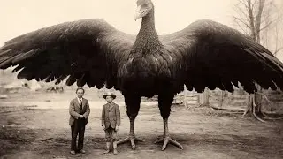 Top 15 Biggest Birds In The World